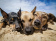 Drei Hunde liegen nebeneinander am Hundestrand