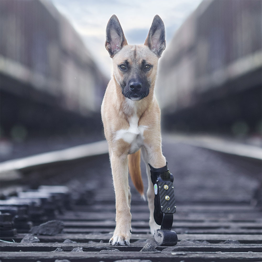 Handicap Hunde