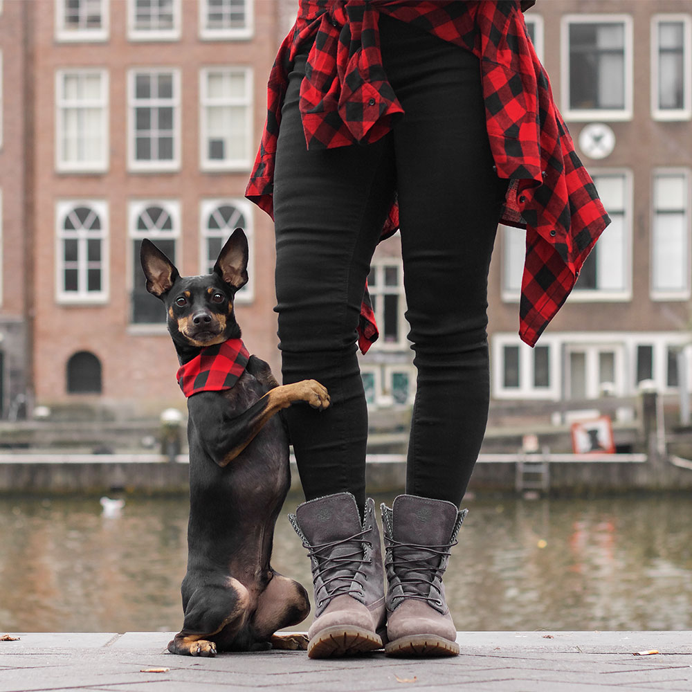 Hund in Amsterdam umarmt eine Frau