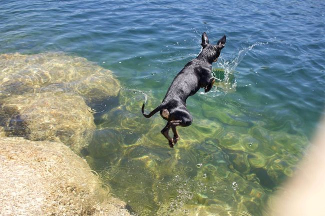 ZWerpinscher springt in das Meer an der Algarve