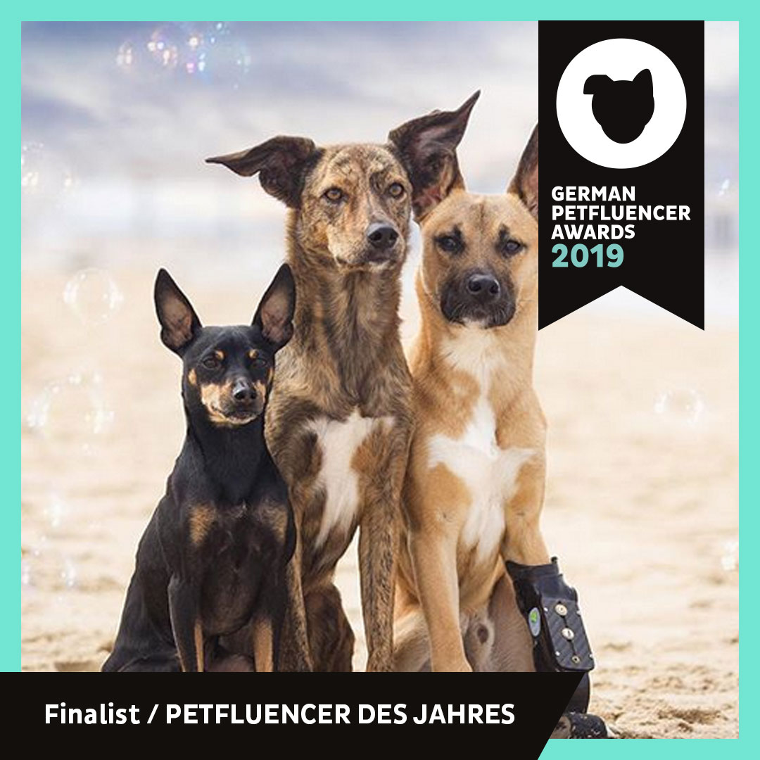 verpinscht_Finalist_Petfluencer_Award_2019