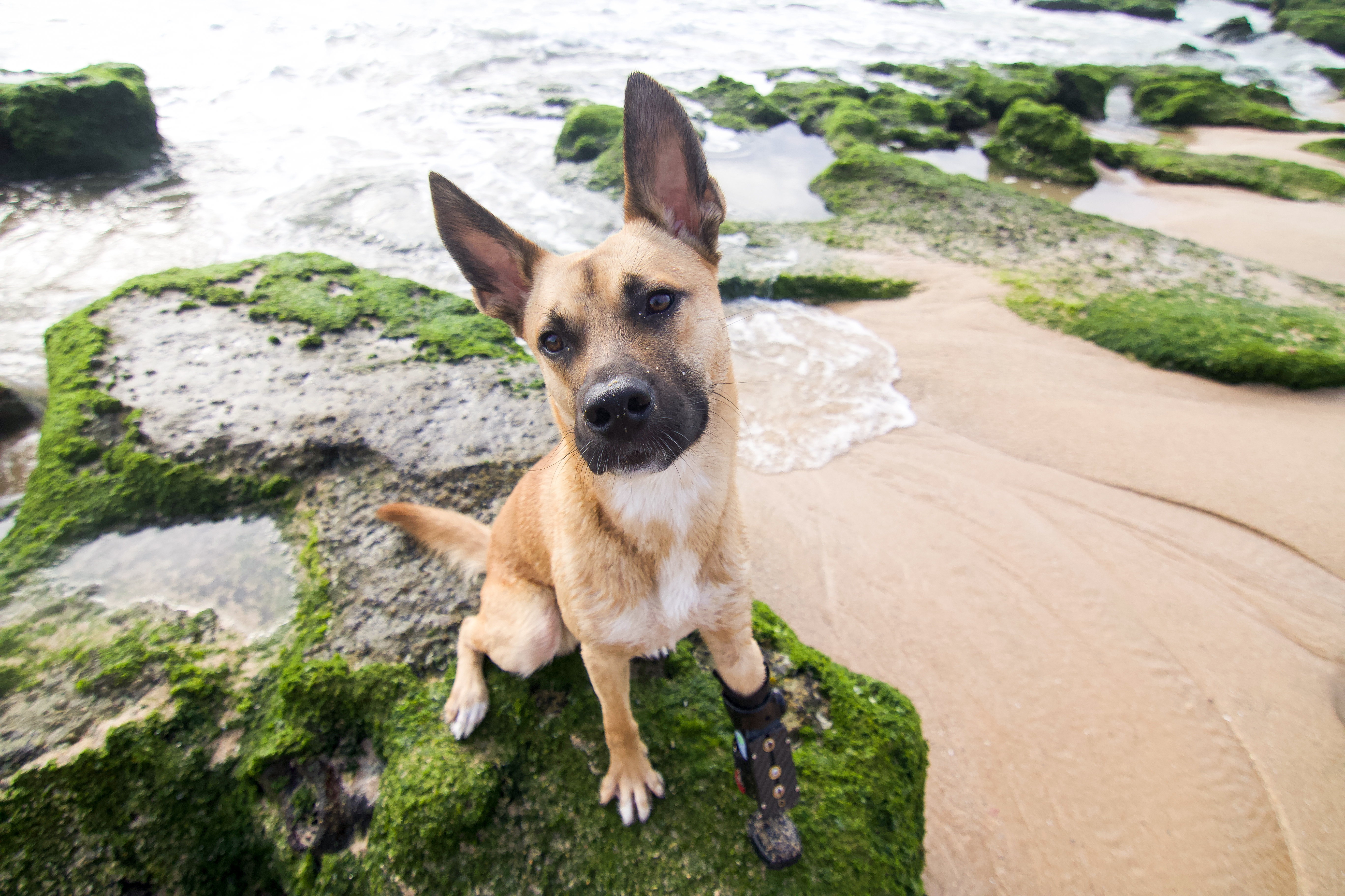 Hund_mit_Prothese_am_Strand Hund mit Prothese am Strand