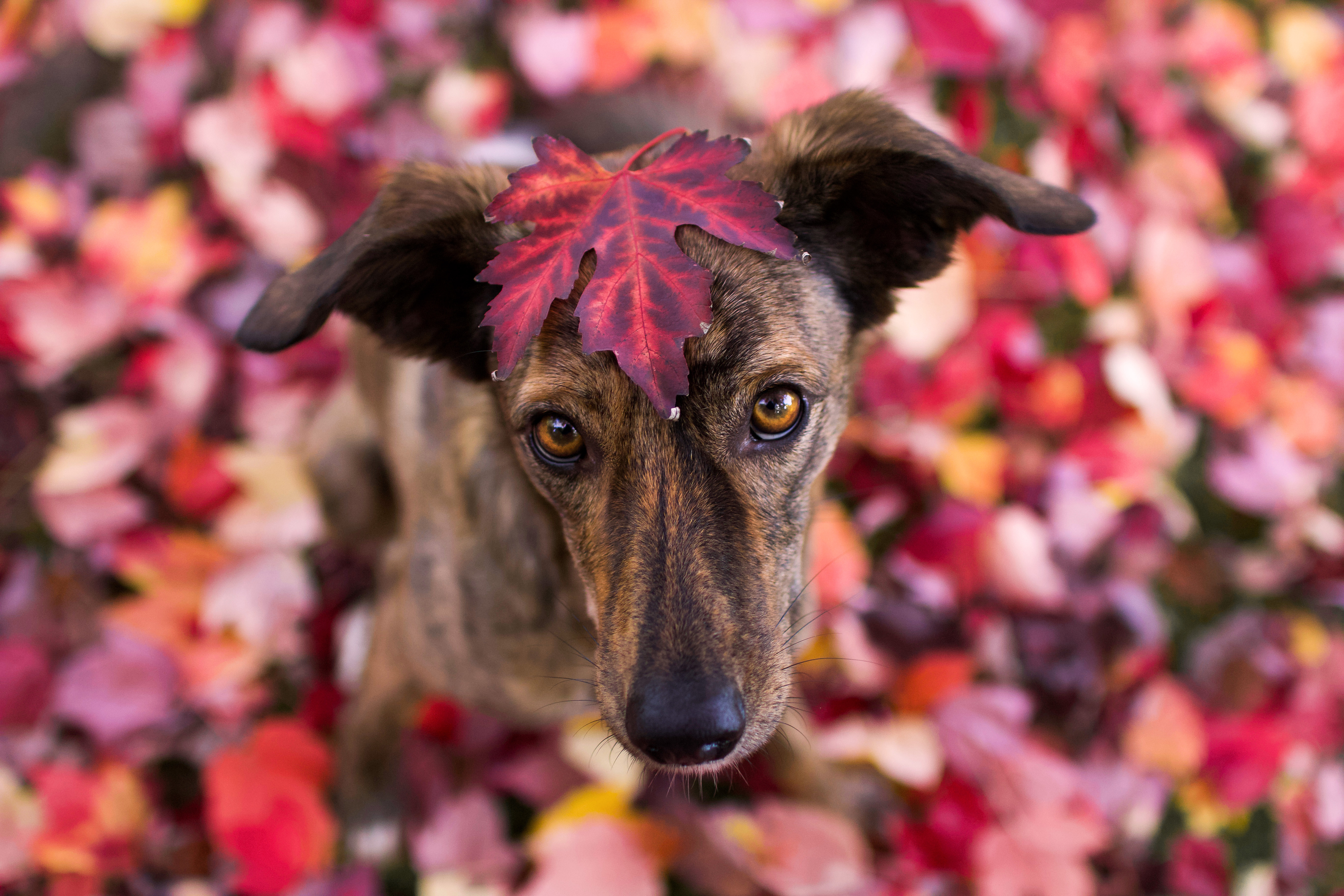 Mischling_Windhund_mit_Blatt Windhund Mischling mit Blatt auf dem Kopf