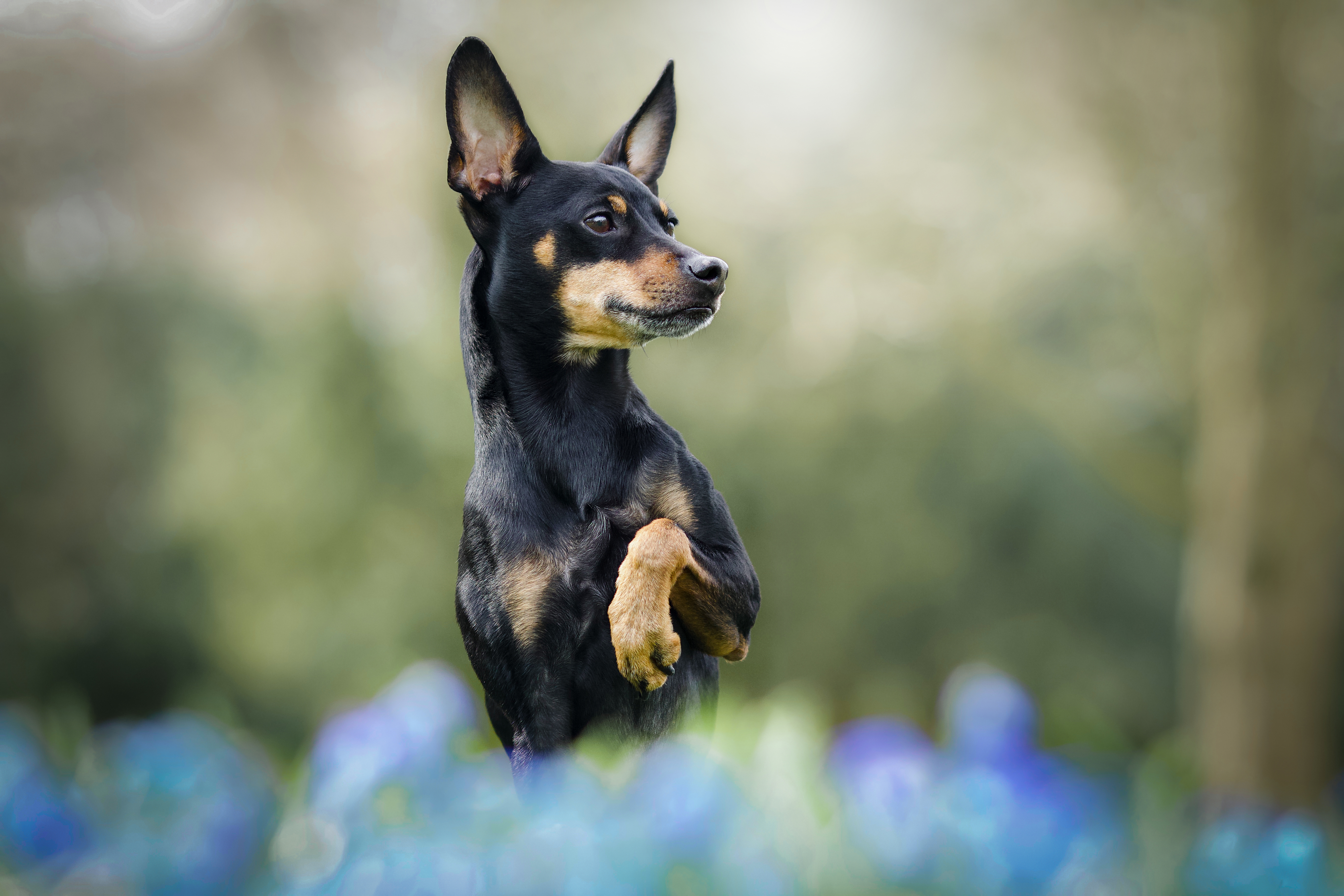 Zwergpinscher_im_Blumenfeld Zwergpinscher im Blumenfeld