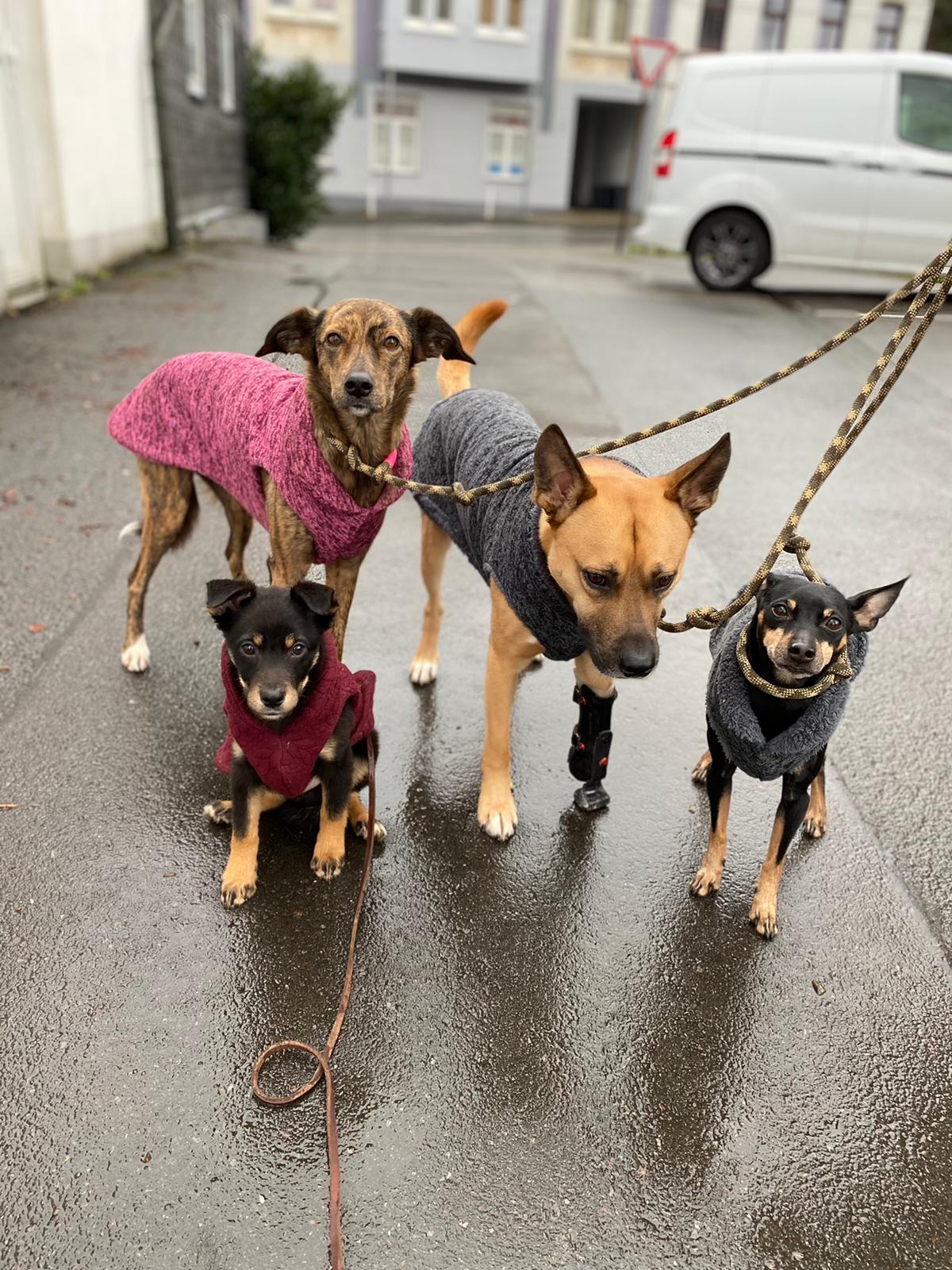 Kann ich einen Pflegehund aufnehmen, obwohl ich bereits Hunde habe?