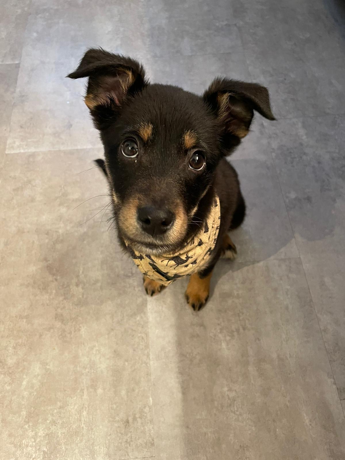 Wie kann ich einen Pflegehund aufnehmen?