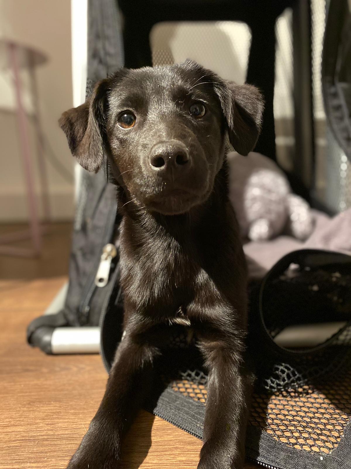 Welpe schaut aus einer kleinen Hundebox heraus Welpe schaut aus einer kleinen Hundebox heraus