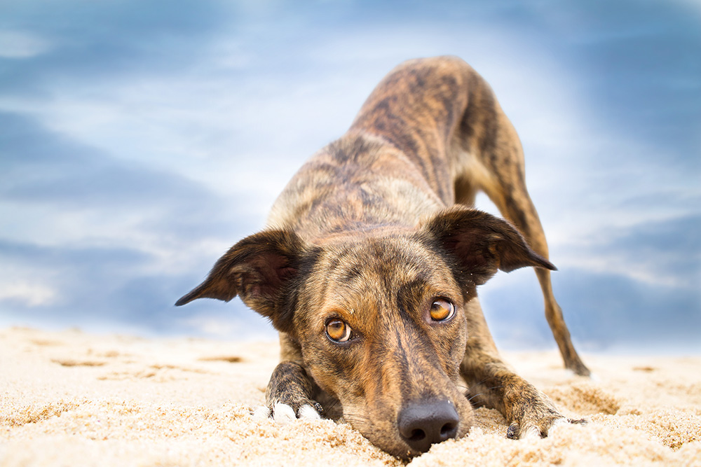 Hund am Strand in Portugal