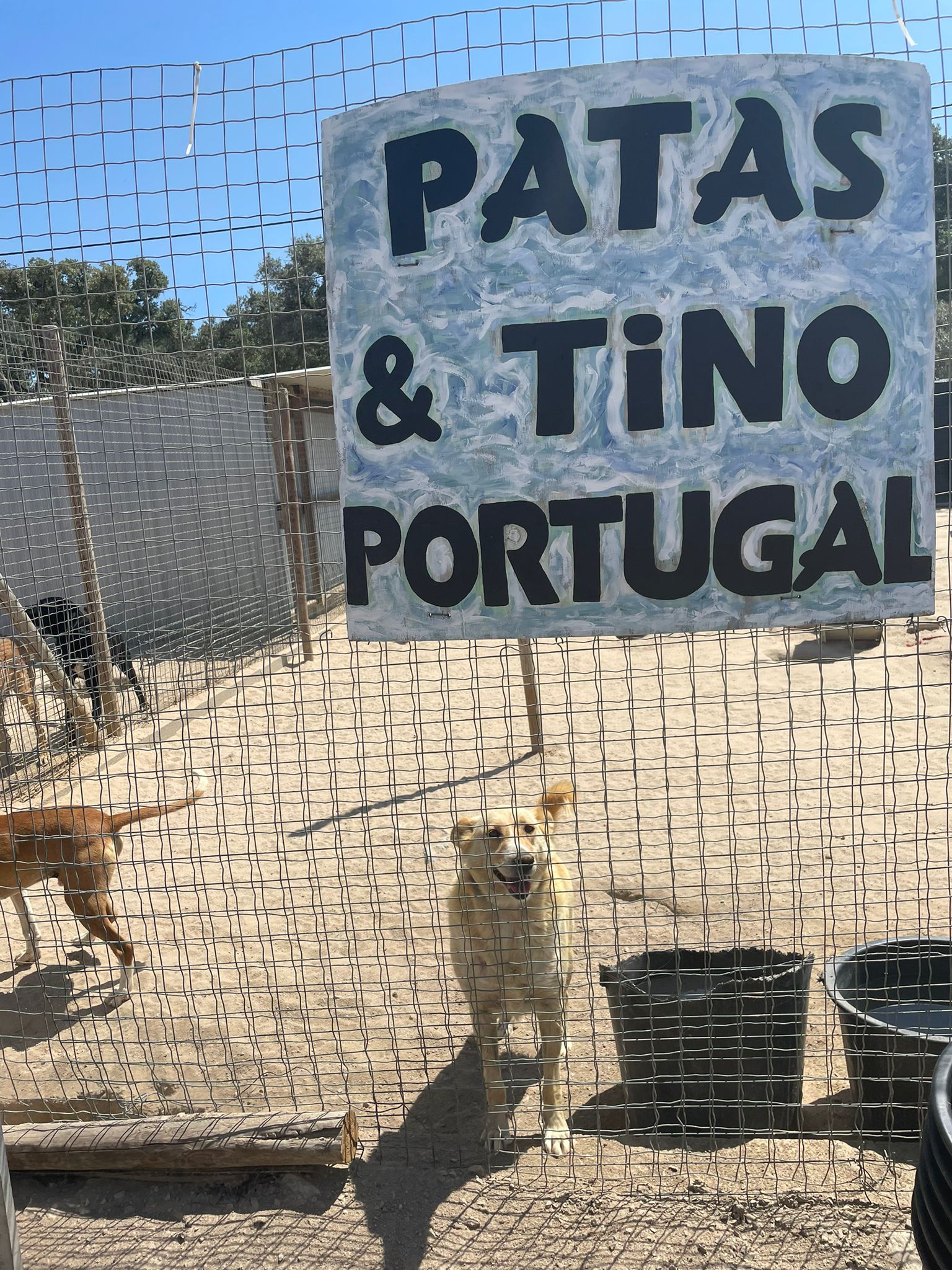 Privates_Tierheim_Portugal_naehe_lissabon