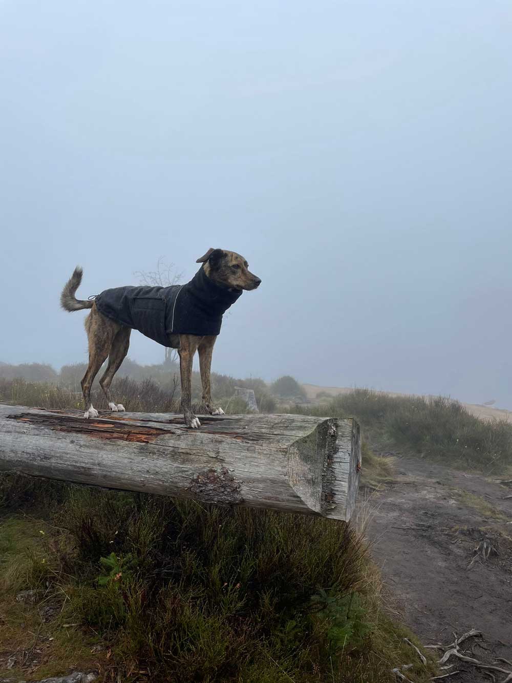 Hund auf einem Baumstamm