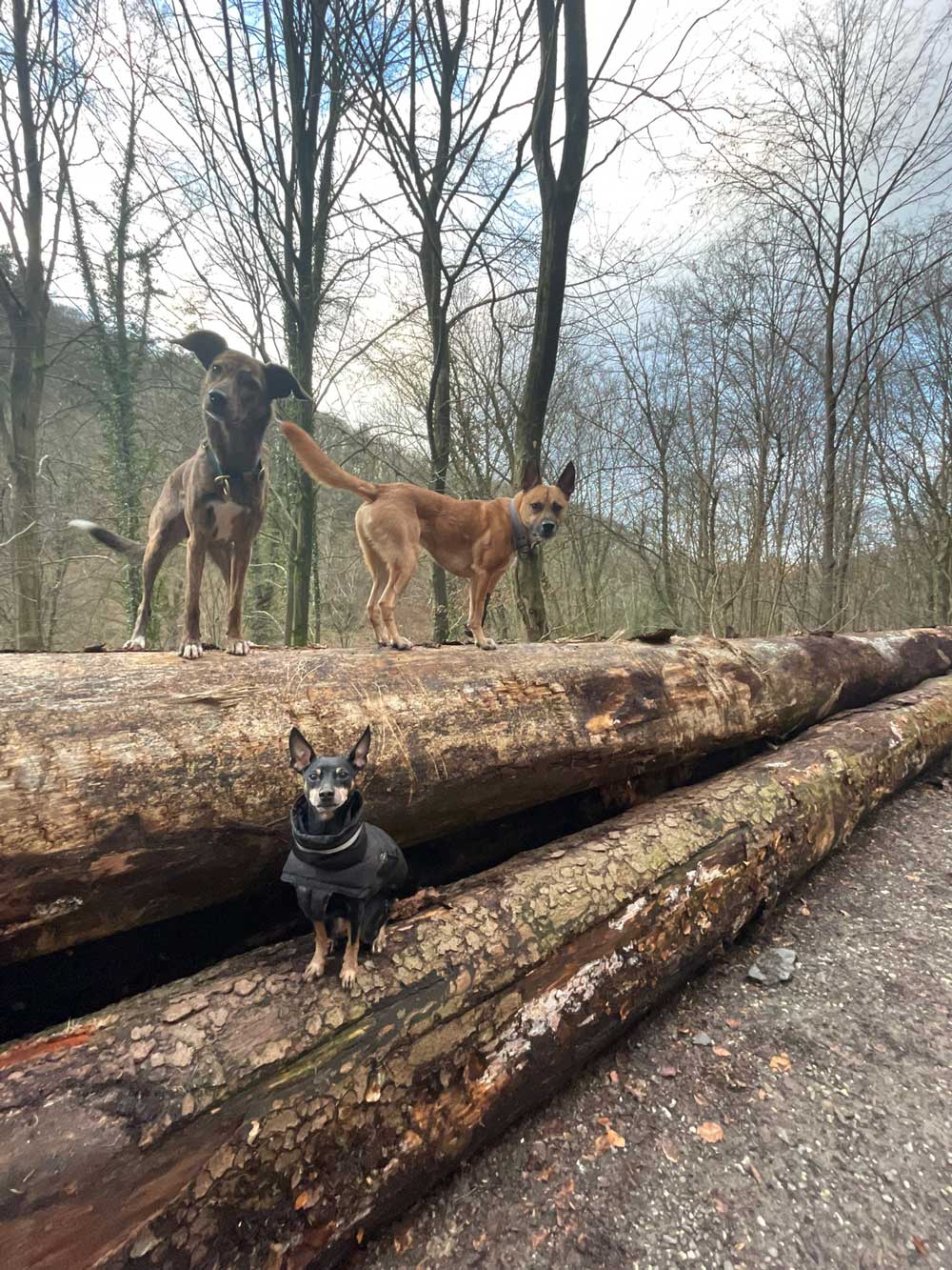 Drei Hunde auf Baumstämmen im Wald