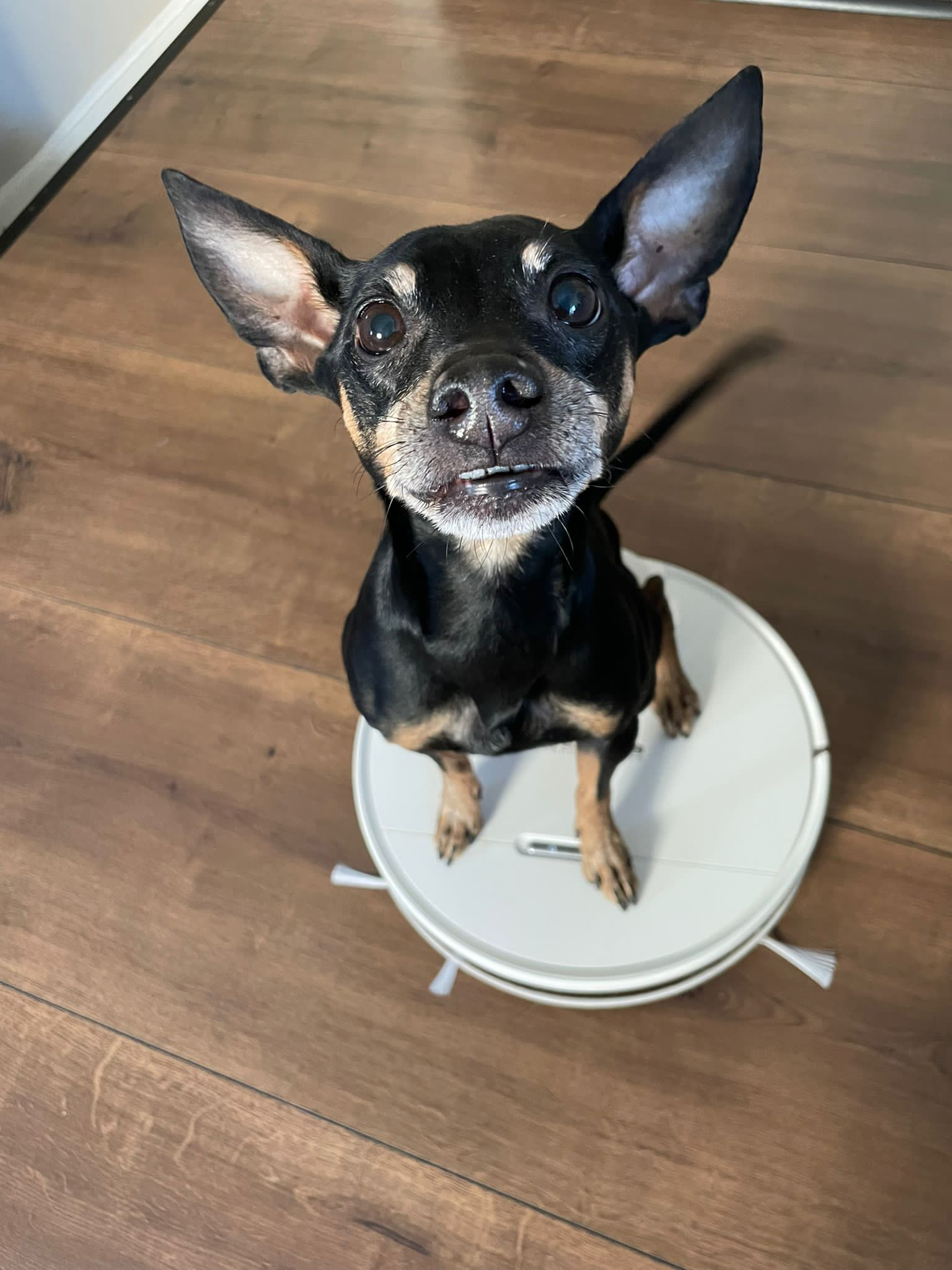 Staubsauger Roboter für Hunde Staubsauger Roboter für Hunde