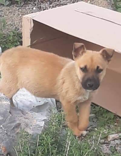 Tierschutz Welpe auf Kreta