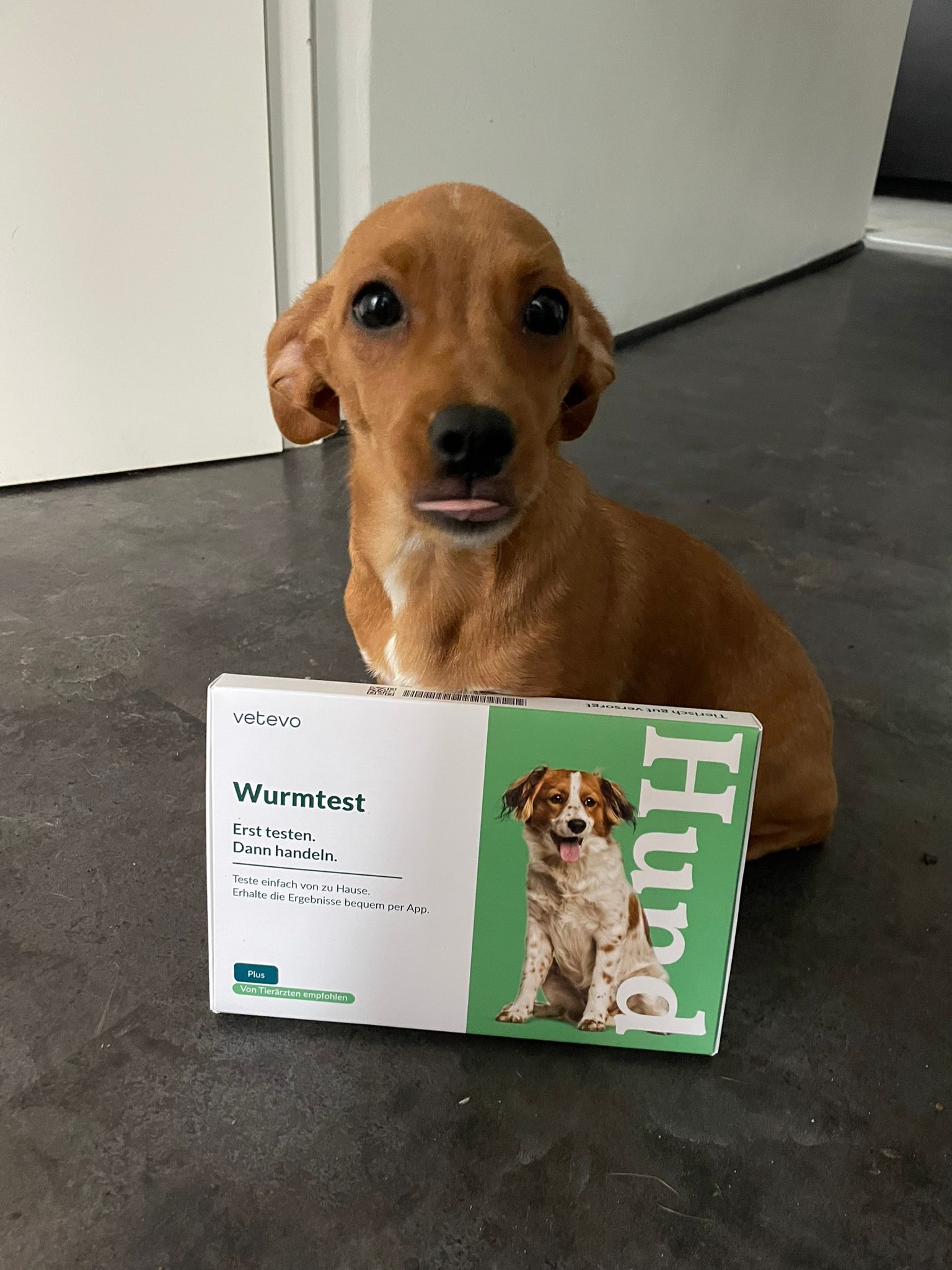 Wie teste ich meinen Hund auf Würmer?