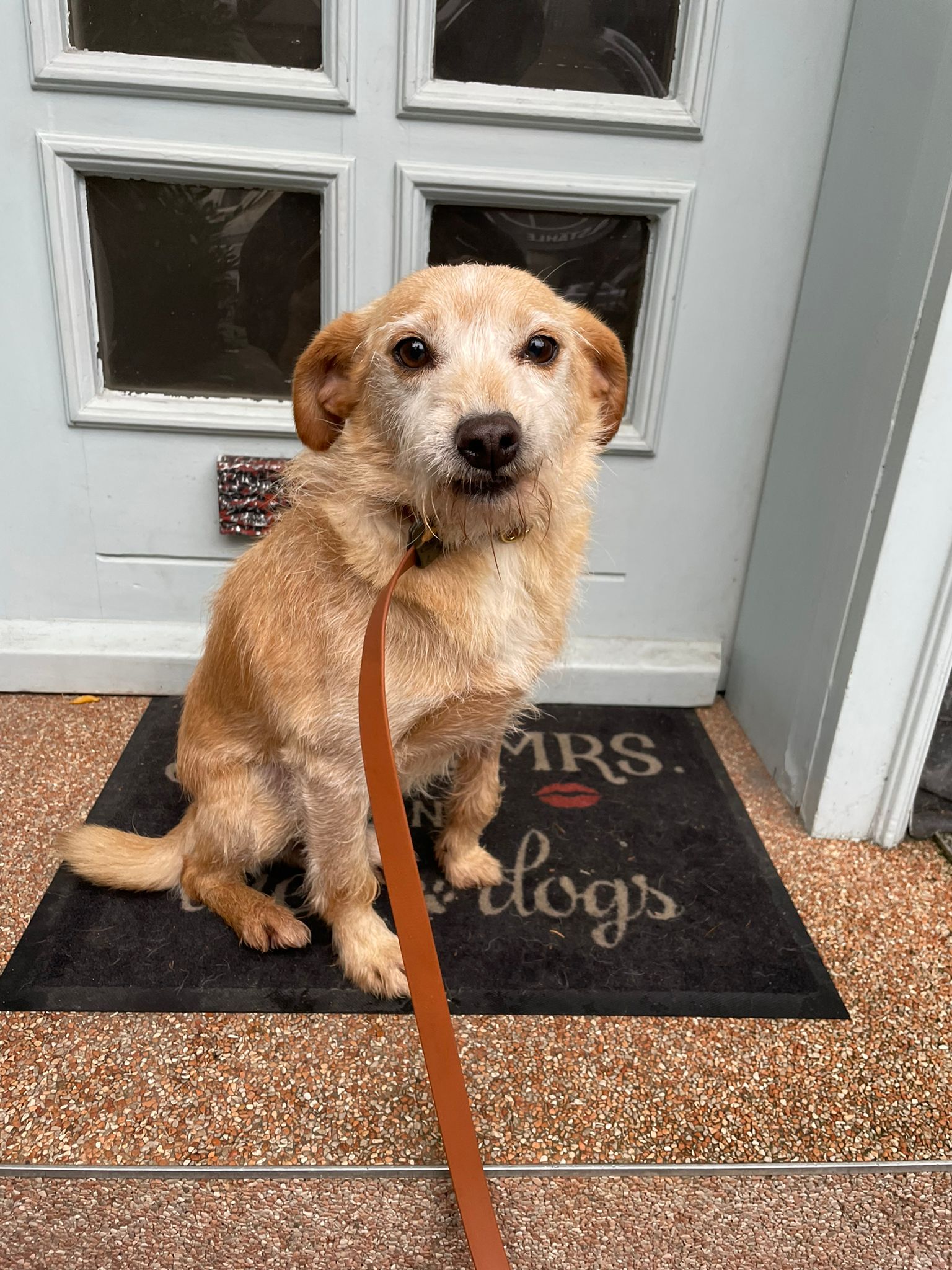 Alter_Pflegehund_aus_Portugal