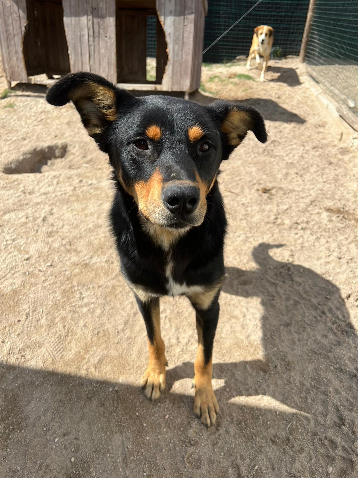 Kleiner Tierschutzhund aus Portugal