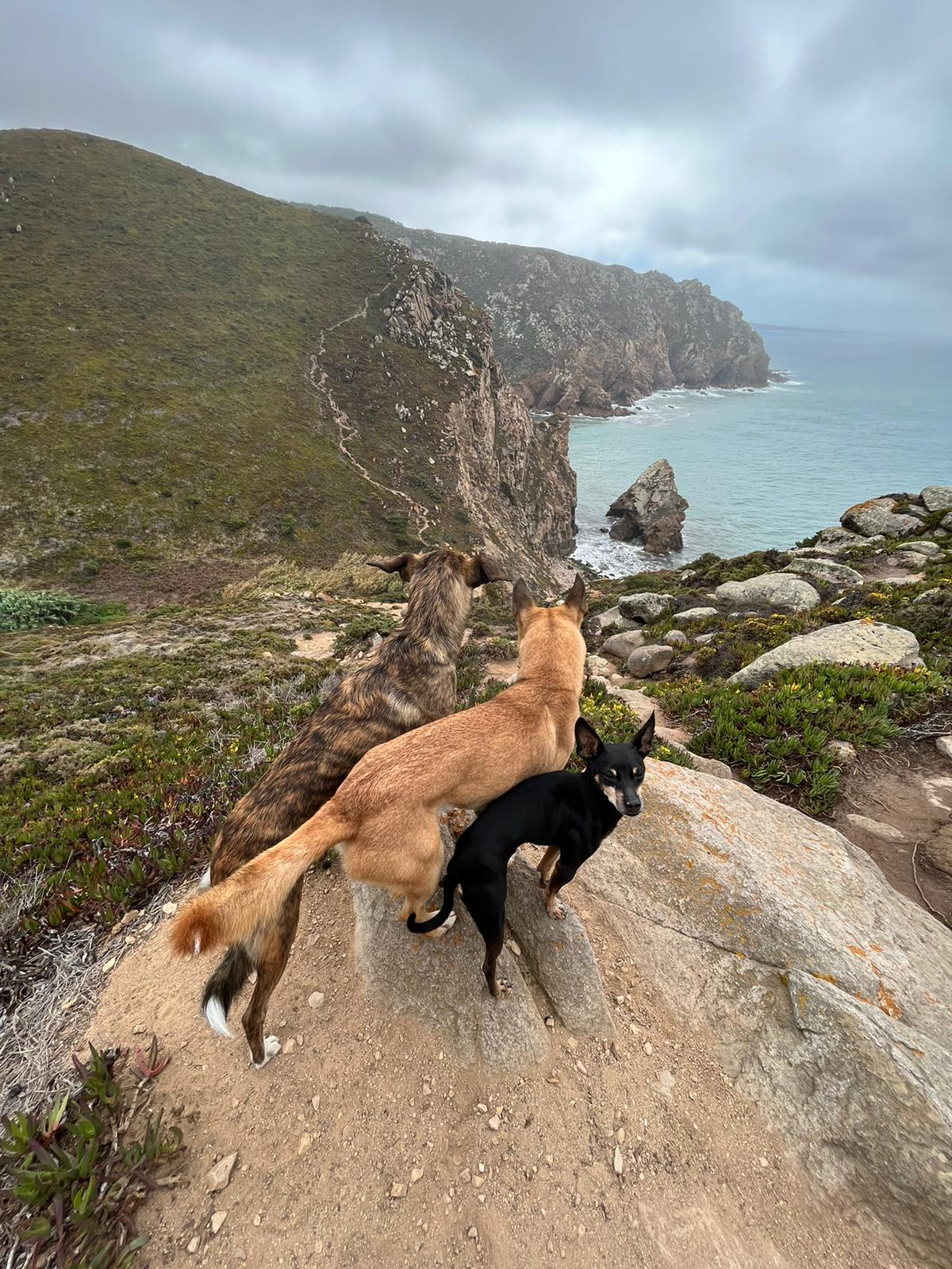 Drei Hunde stehen an einer Schlucht in Portugal Drei Hunde stehen an einer Schlucht in Portugal