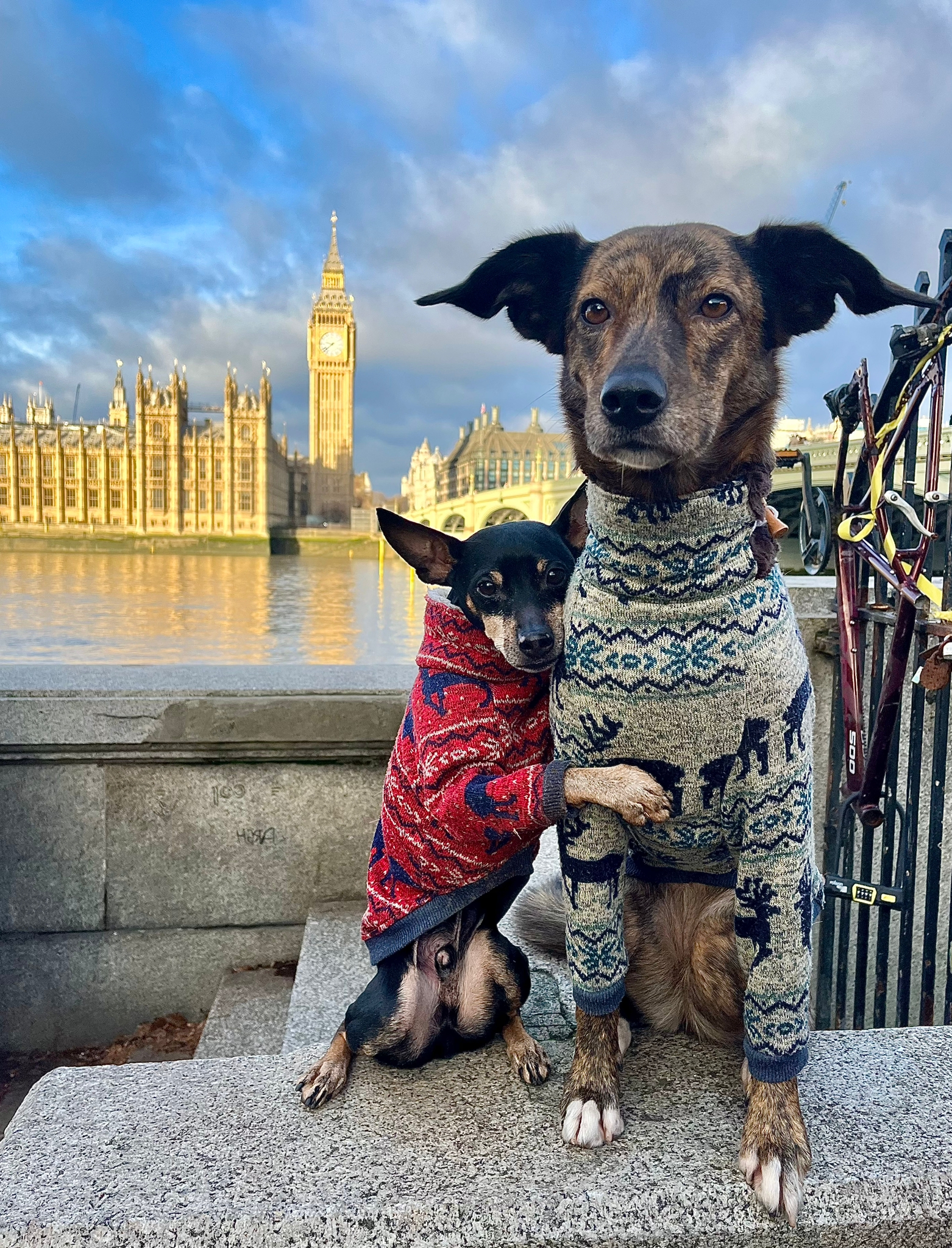 Hunde am Big Ben