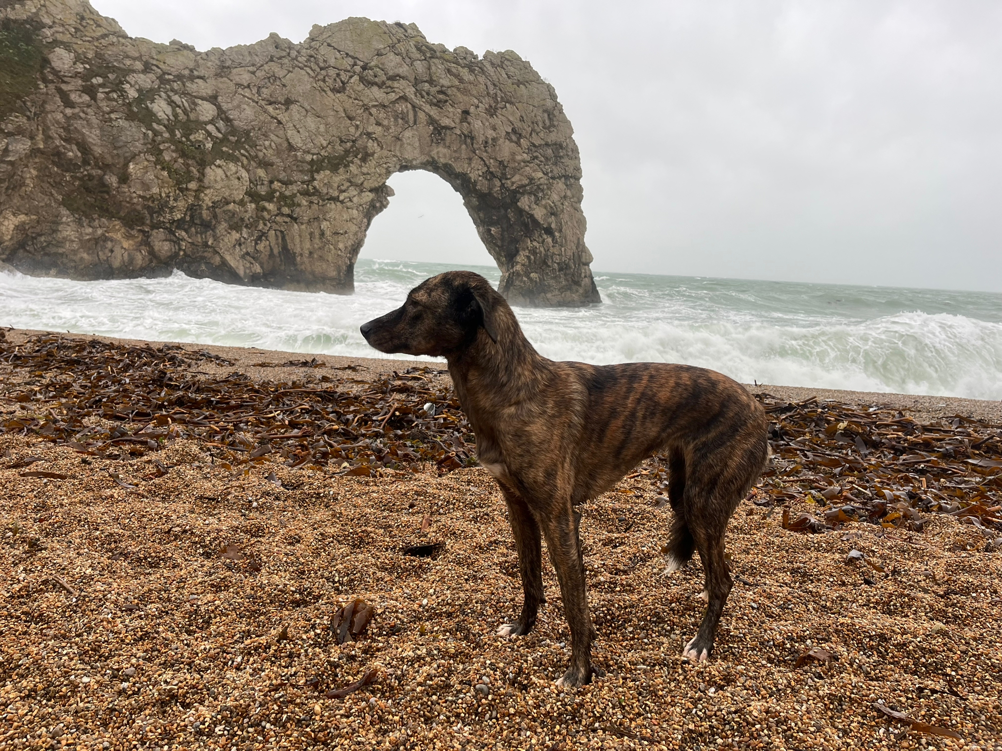 Durdledoor mit Hund