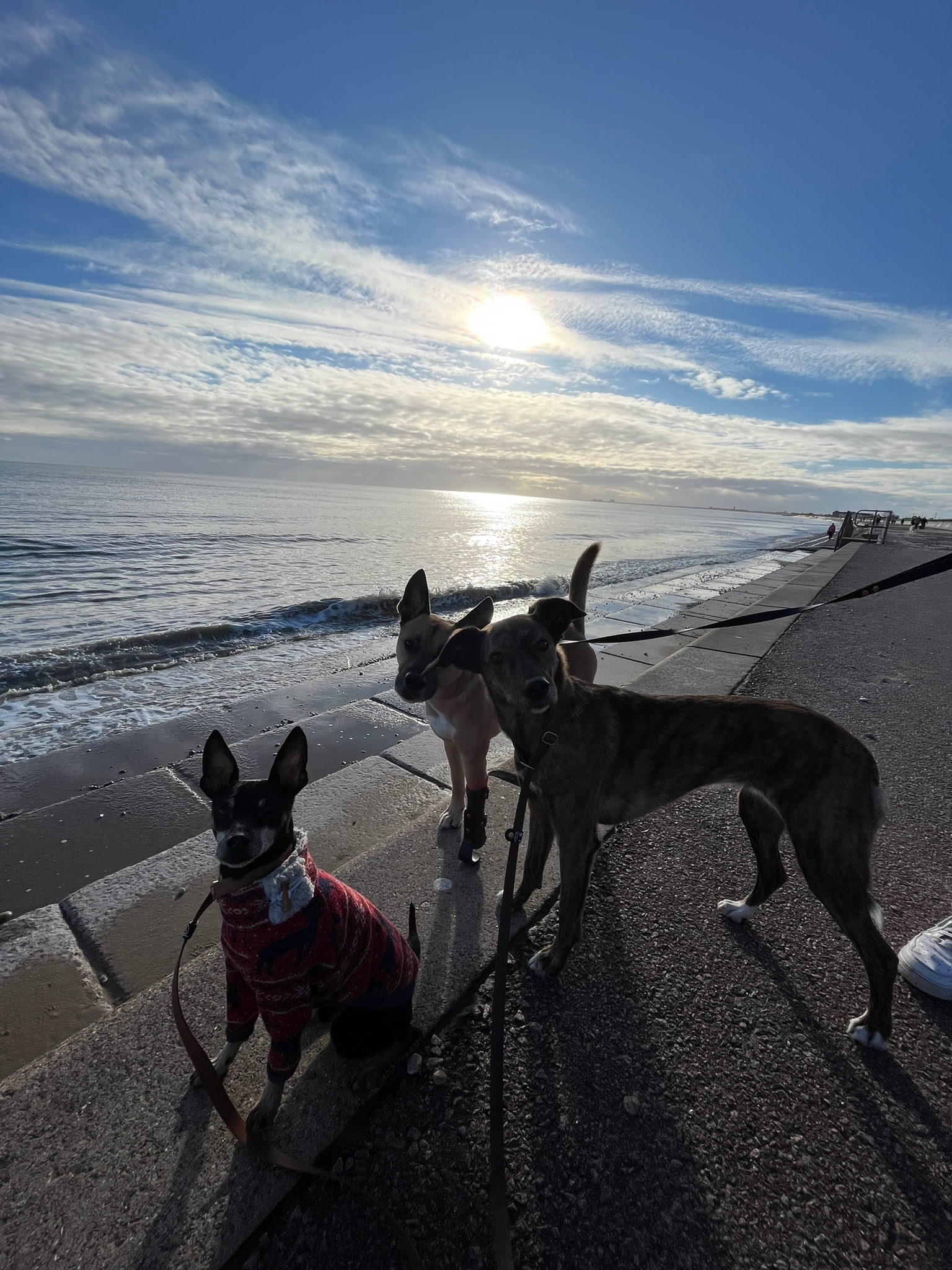 Hunde am Strand in England