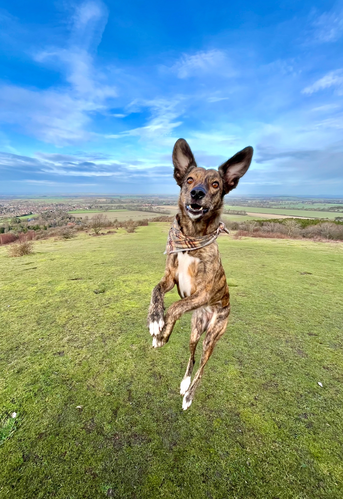 Wandern mit Hund in Watlington Hill