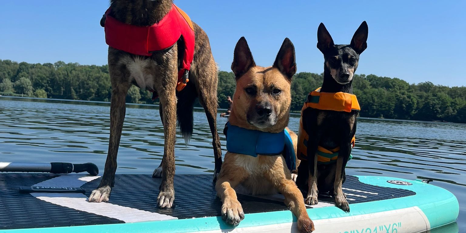 drei_Hunde_stehen_auf_SUP