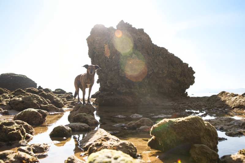 Praia do Barranquinho mit Hund Praia do Barranquinho mit Hund