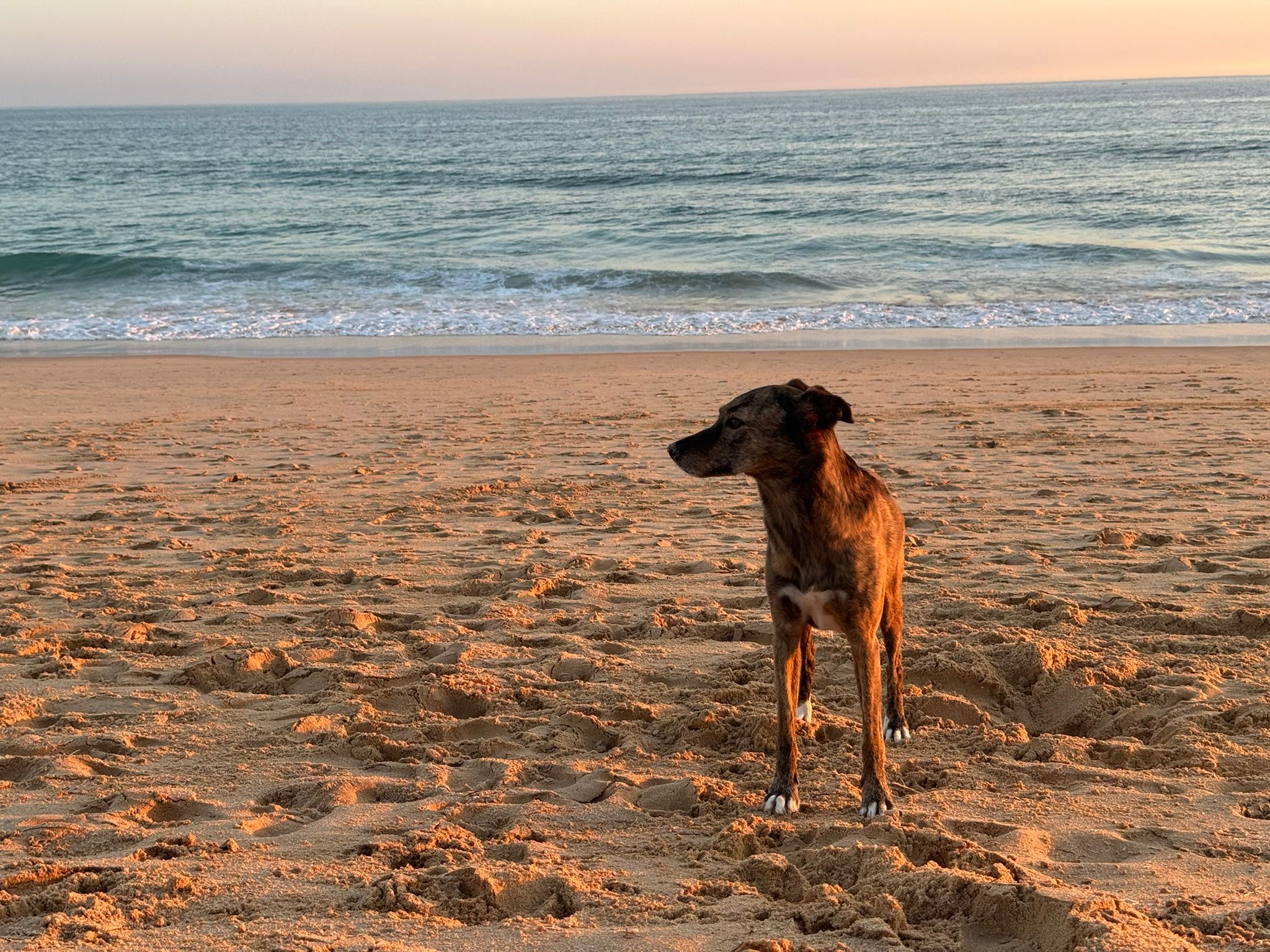 StrandmitHundAlgarve6 Hundestrand an der Algarve