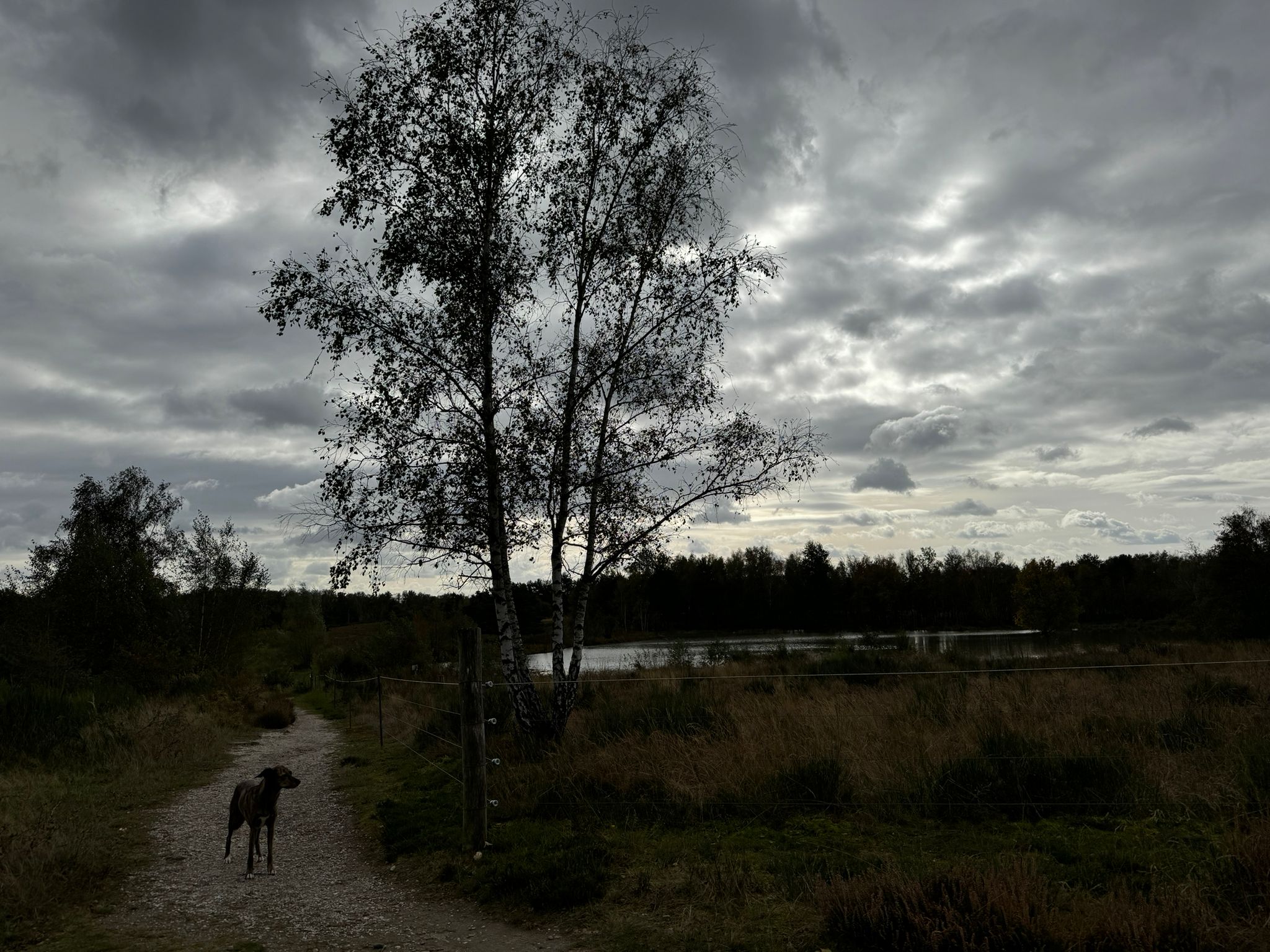 Wandern mit Hund in der Wahner Heide Wandern mit Hund in der Wahner Heide